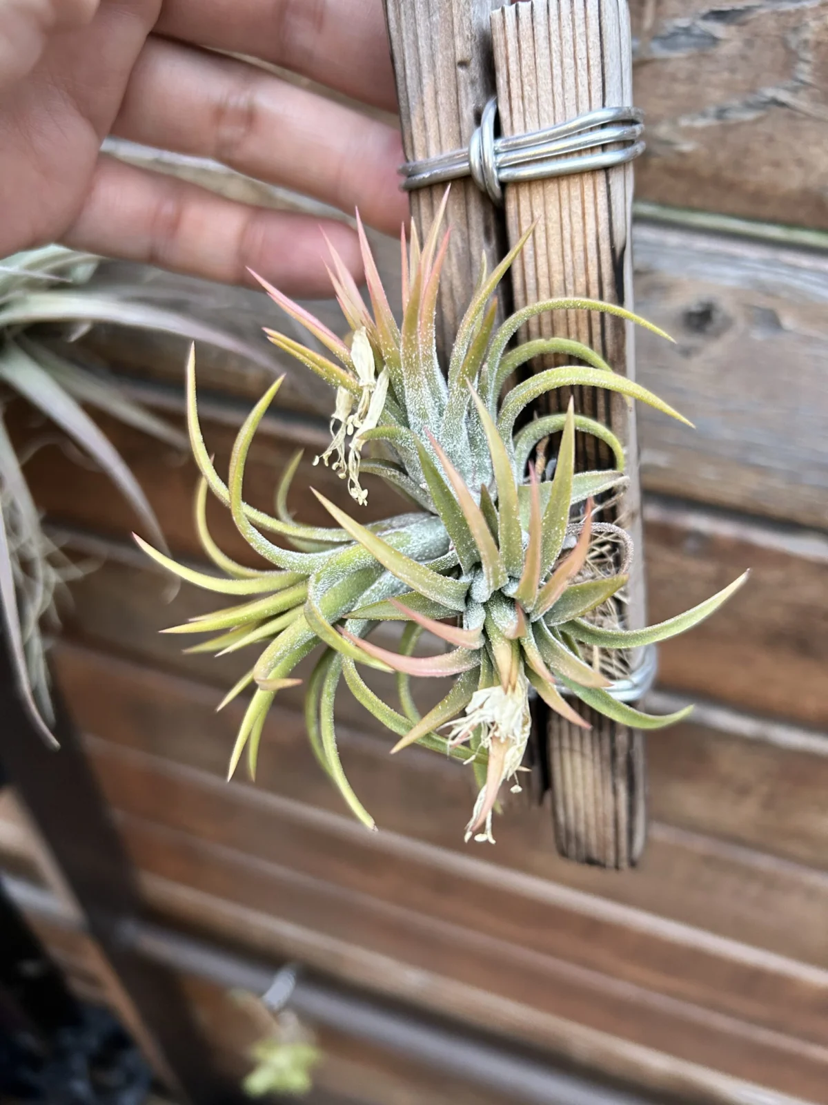 ティランジア　イオナンタ　ドゥルイド