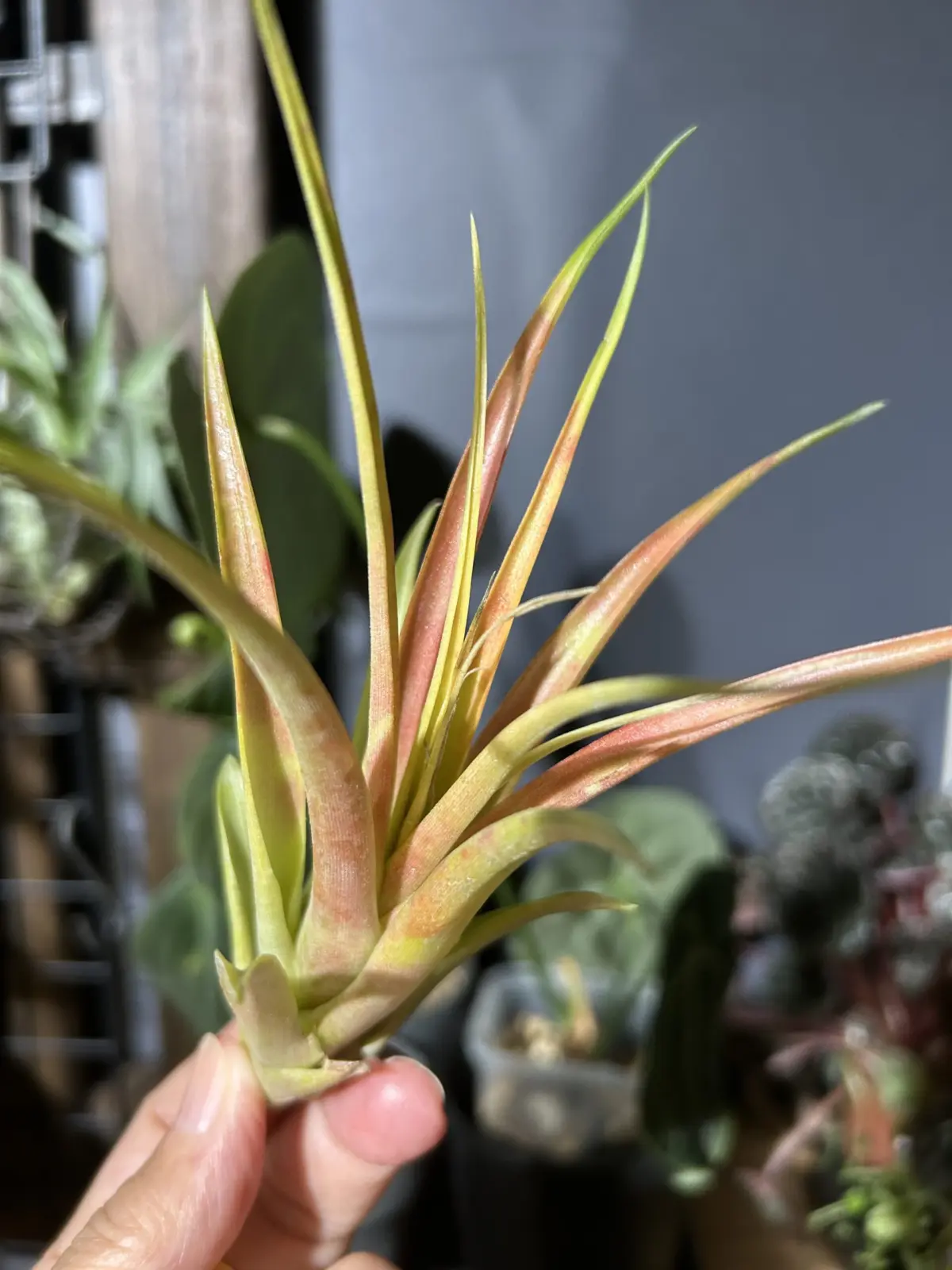 ティランジア　不明