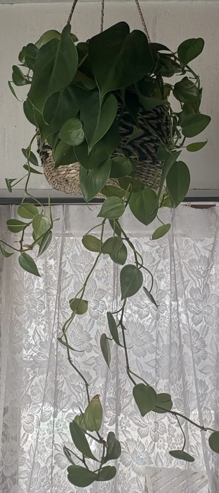 フィロデンドロン オキシカルジウム