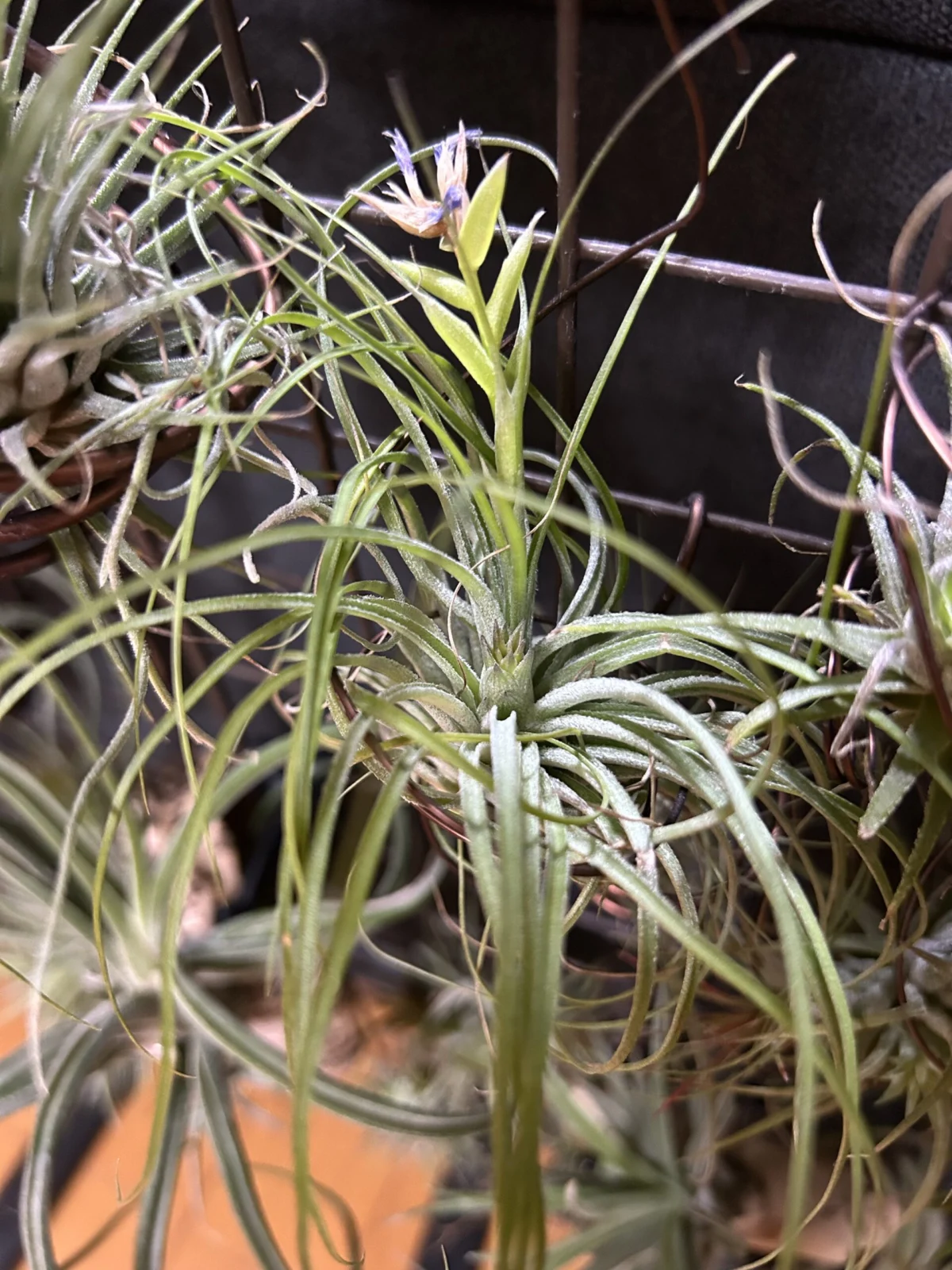 ティランジア/ストリクタ