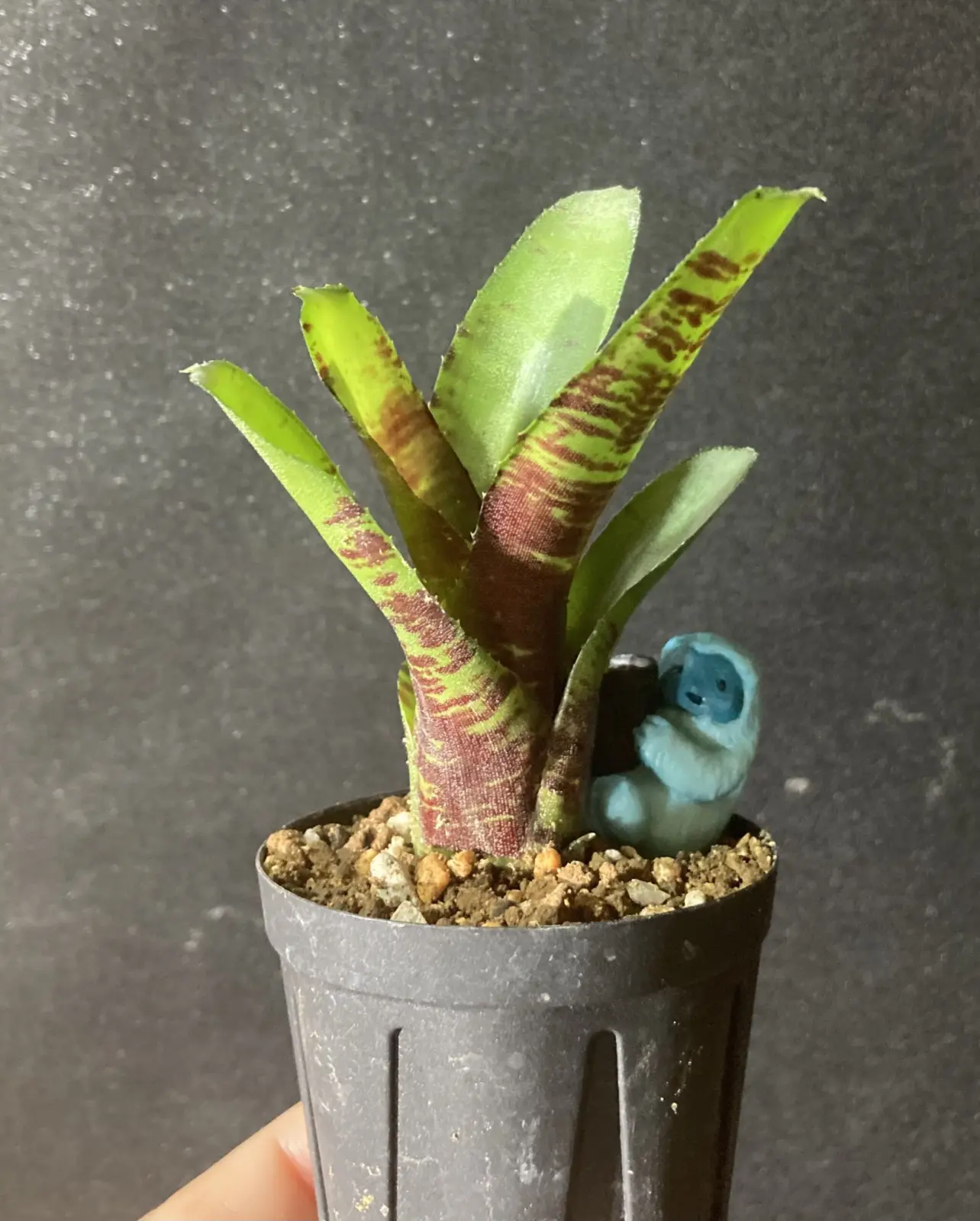 ネオレゲリア ホビーキャット