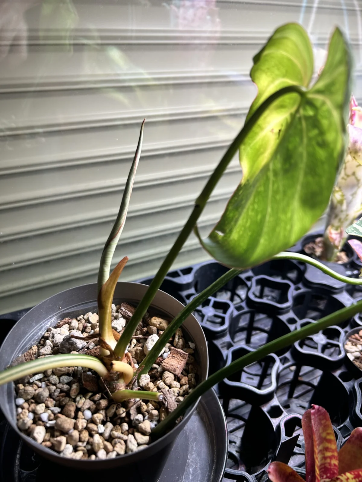 フィロデンドロン　グロリオーサム　トリカラー