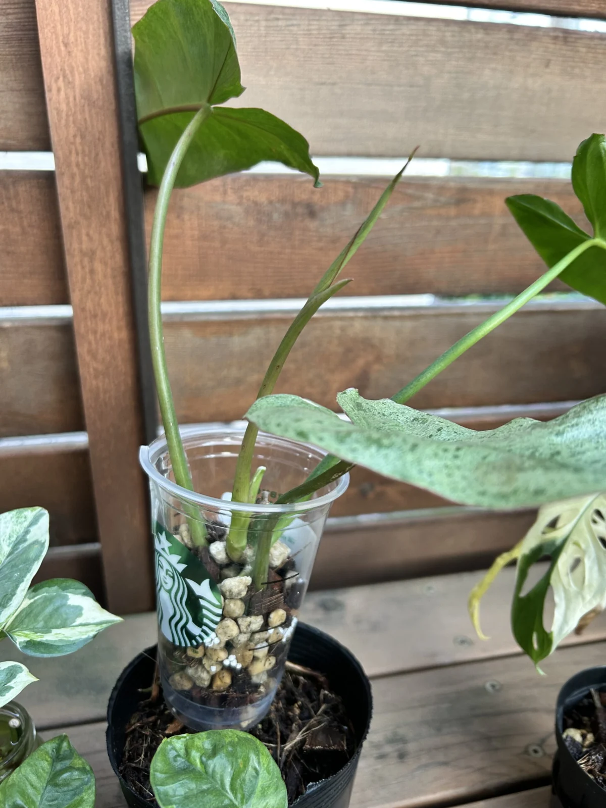 フィロデンドロン　パライソベルデ