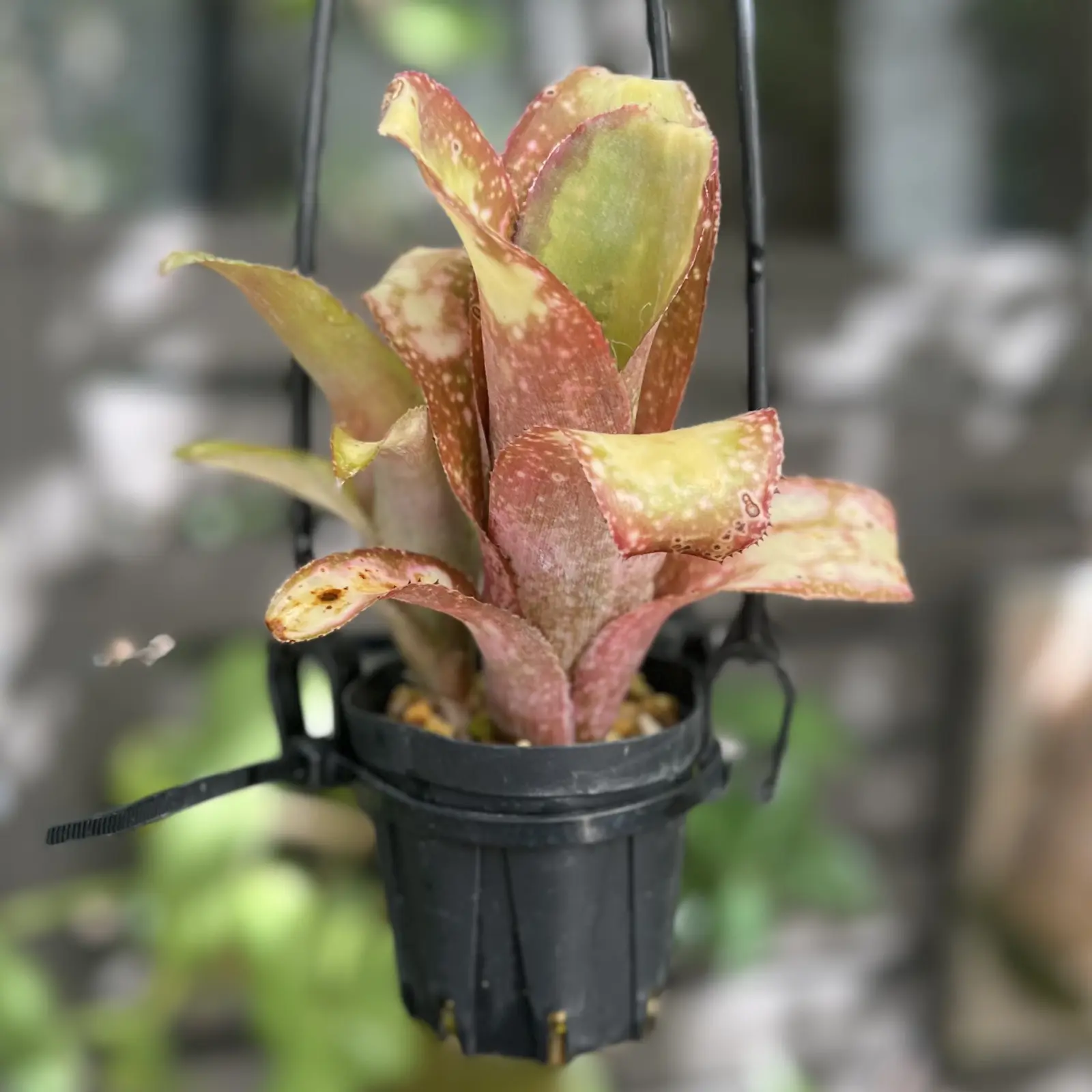 ビルベルギア　テキーラサンセット