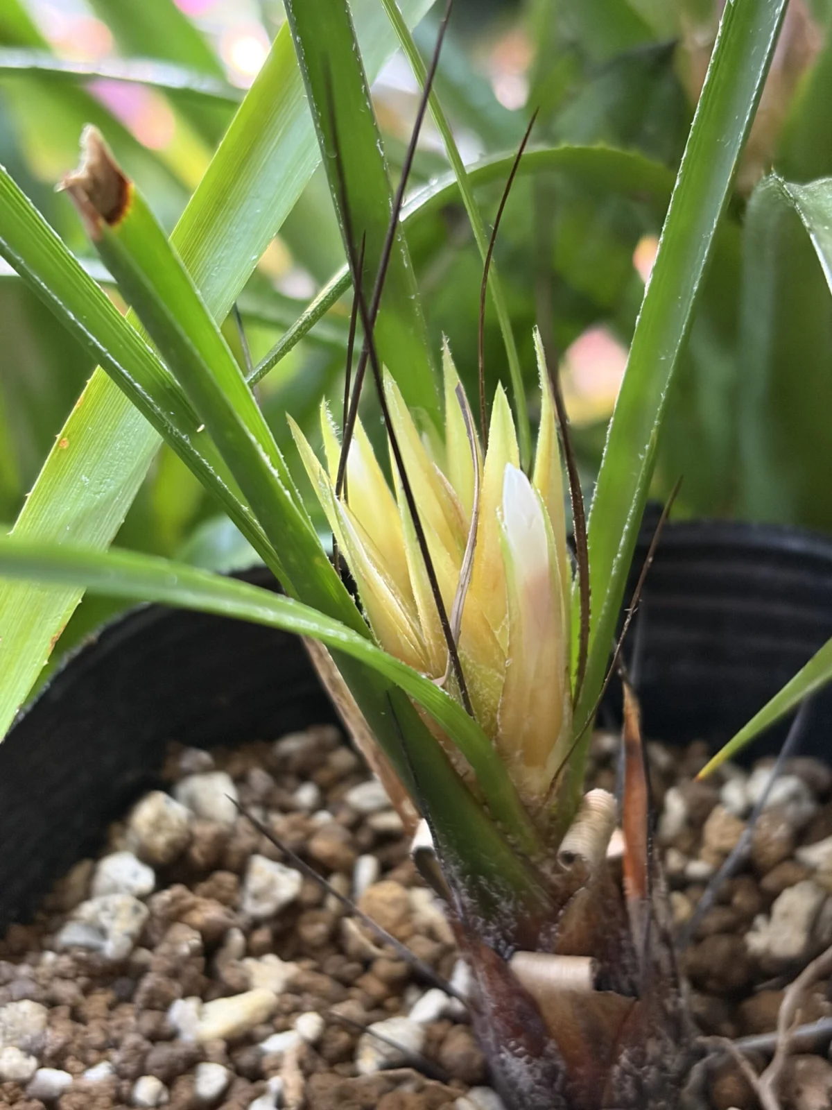 ピトカイルニア　ヘテロフィラ　ホワイトフラワー