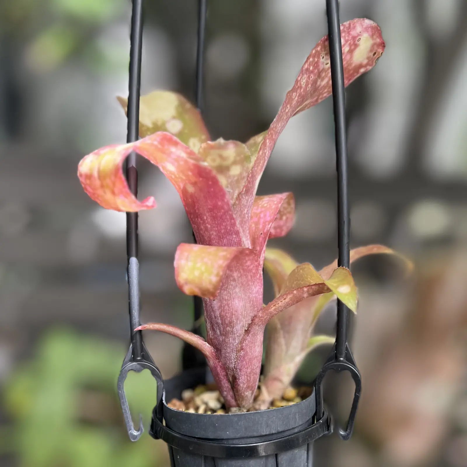 ビルベルギア　テキーラサンセット　02　成長記録010