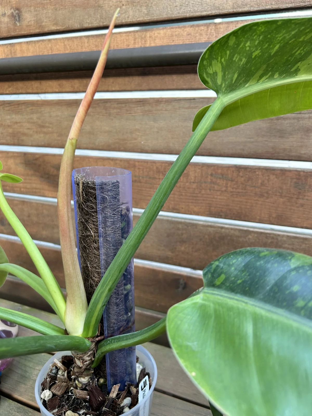 フィロデンドロン　グリーンコンゴ　斑入り