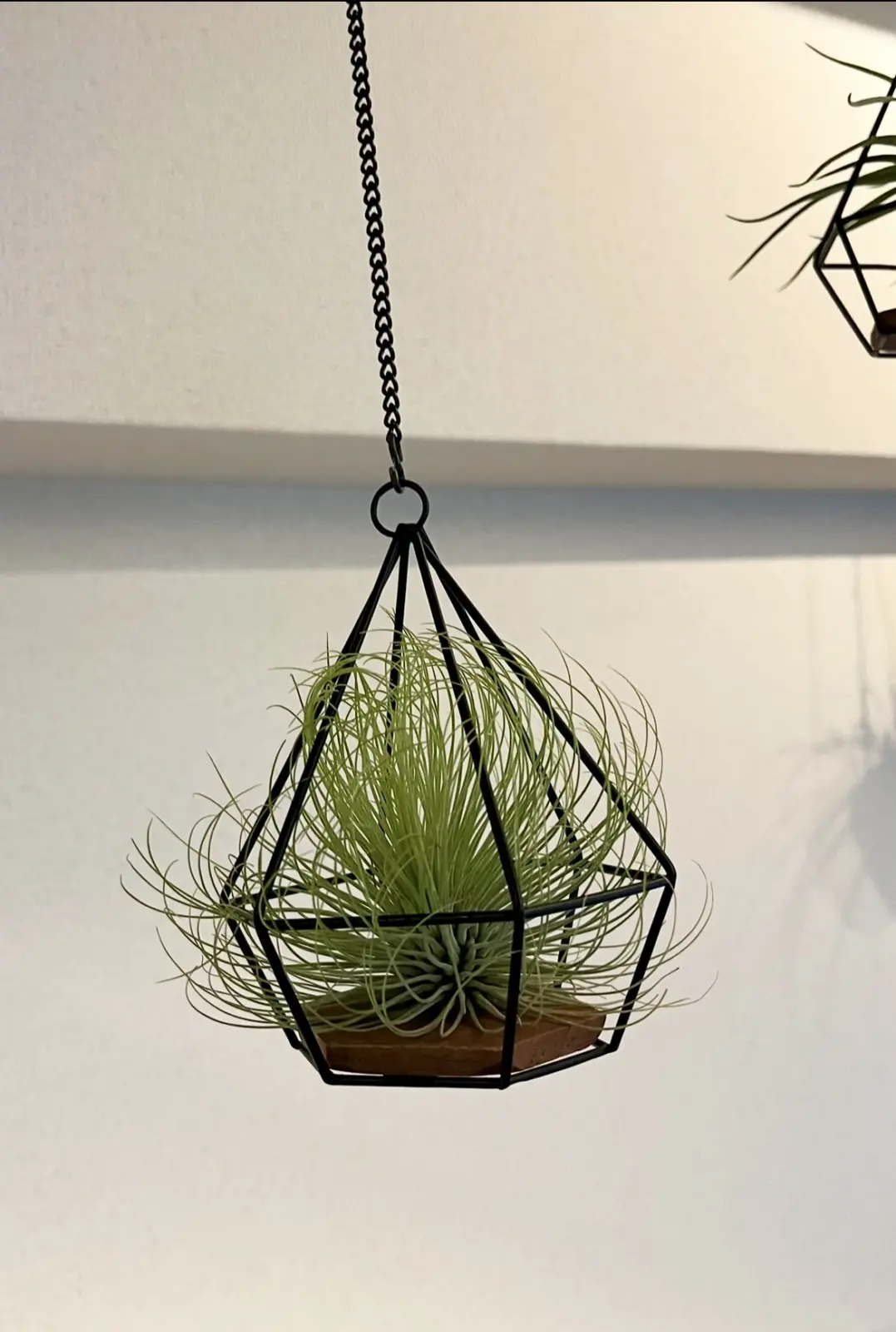 ティランジア　アンドレアナ　ホムセン