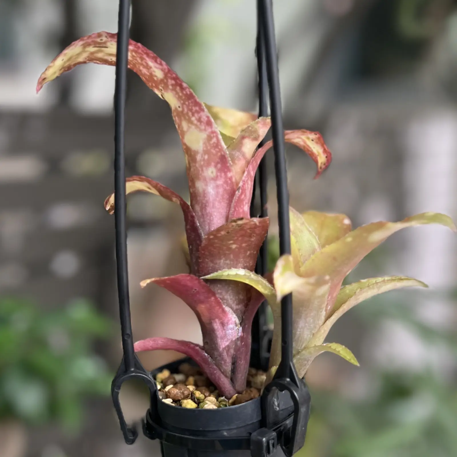 ビルベルギア　テキーラサンセット　01　成長記録009