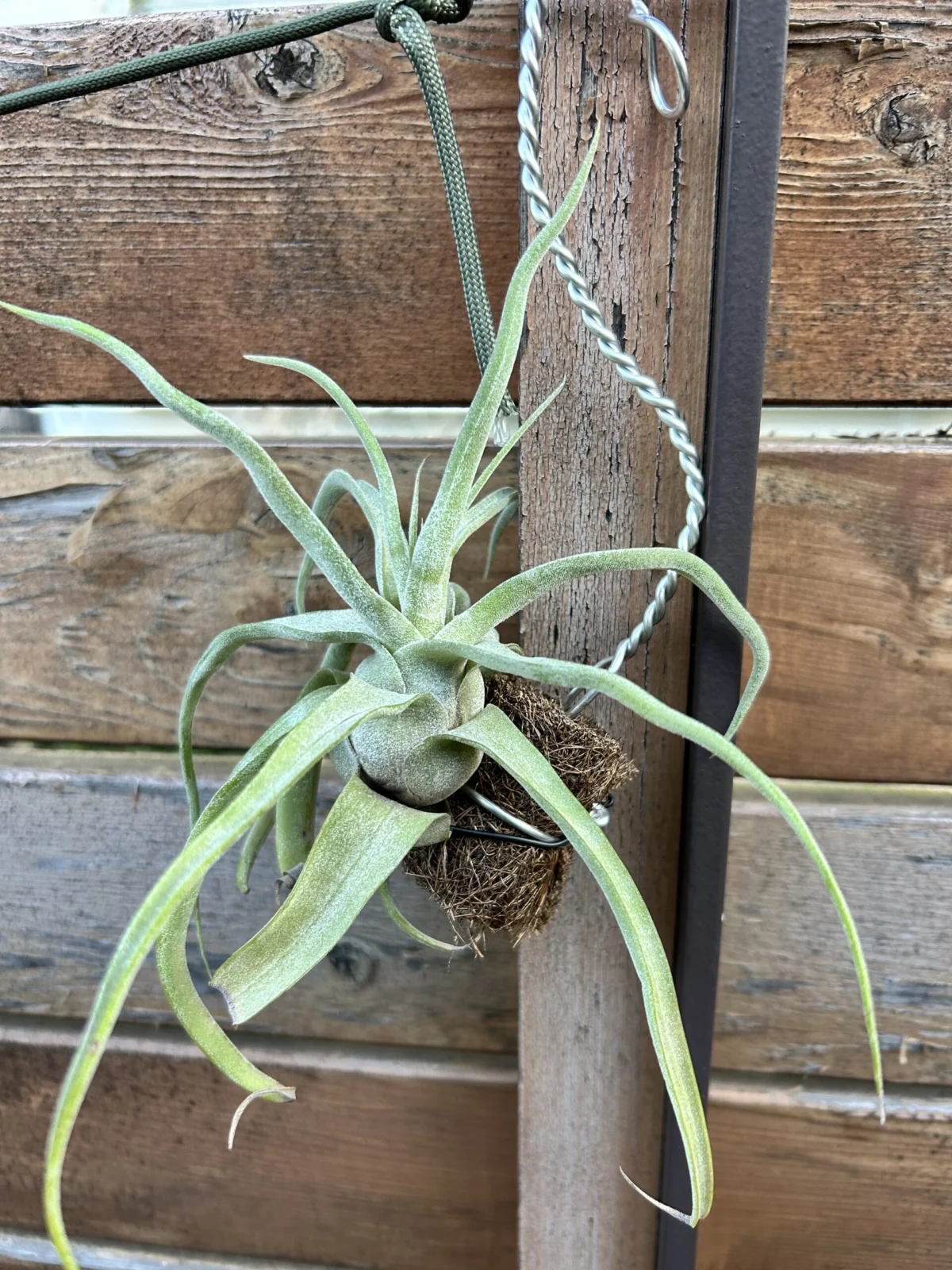 ティランジア　ストレプトフィラ