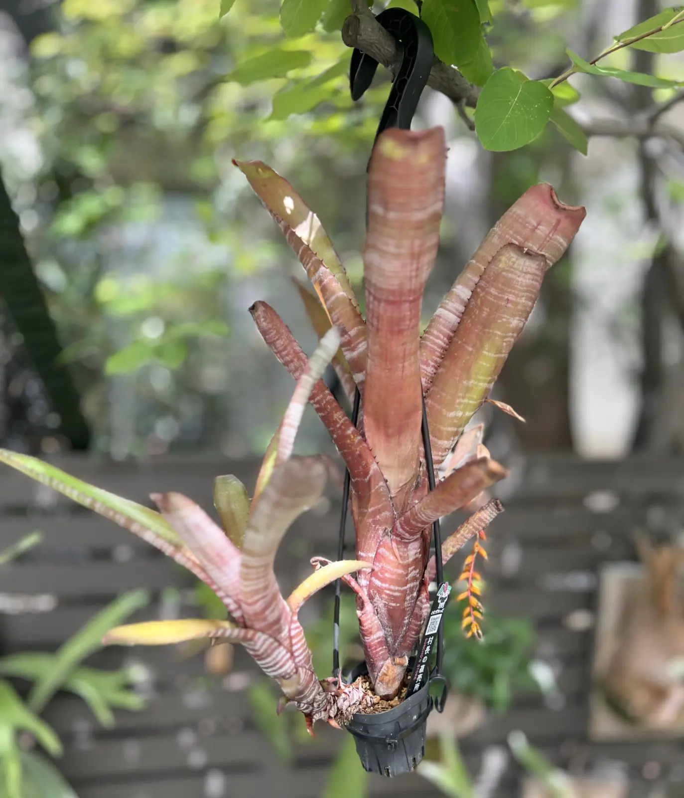 エクメア　クランベリーフロスト 成長記録013