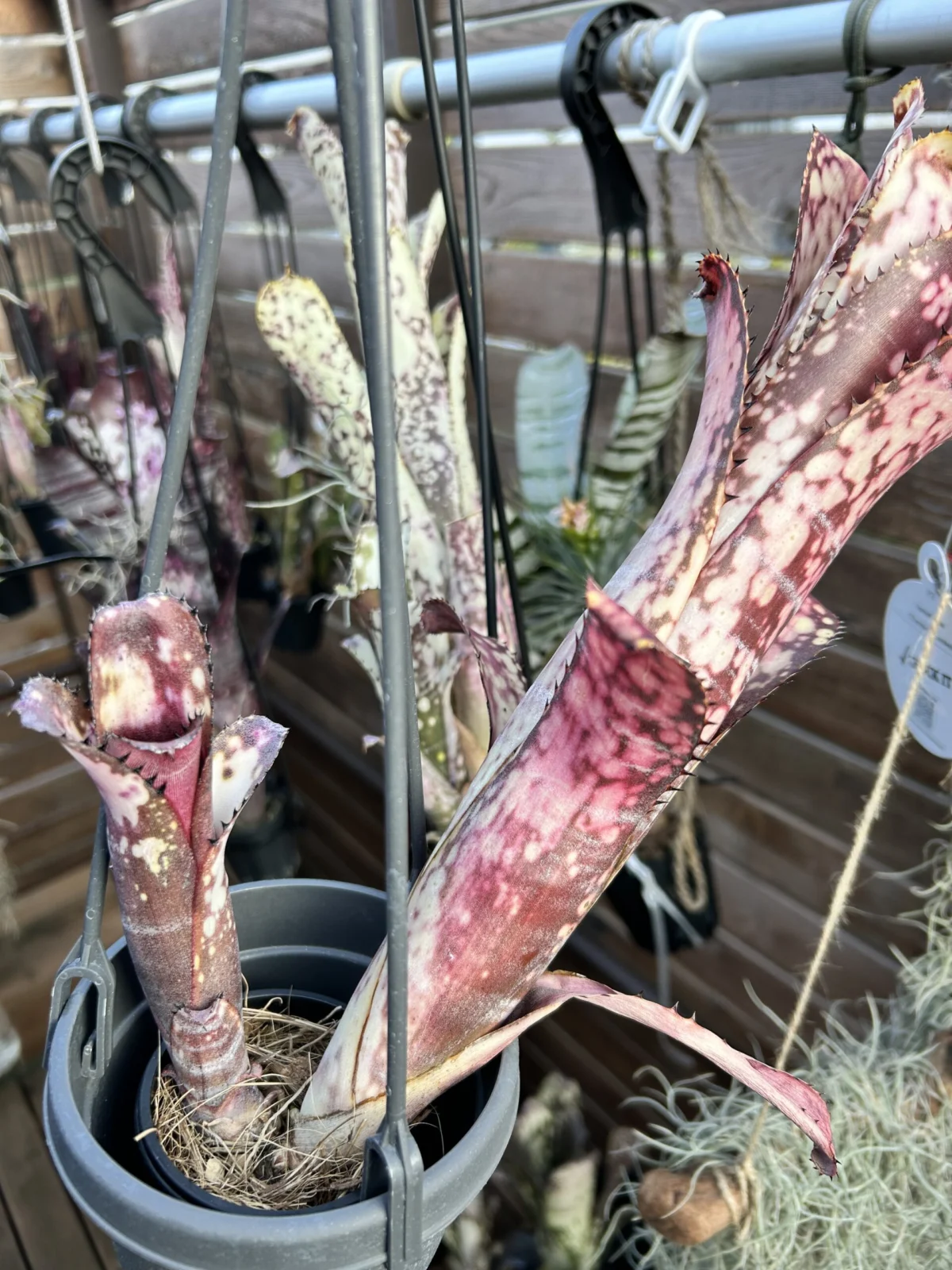 ビルベルギア　ミッドナイトサン