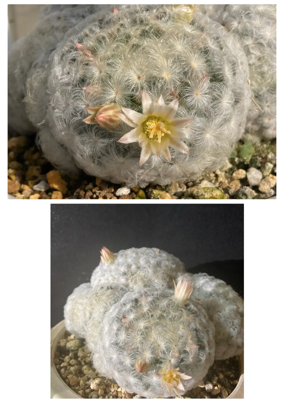 多肉植物 マミラリア 白星 パンチパーマ ②
