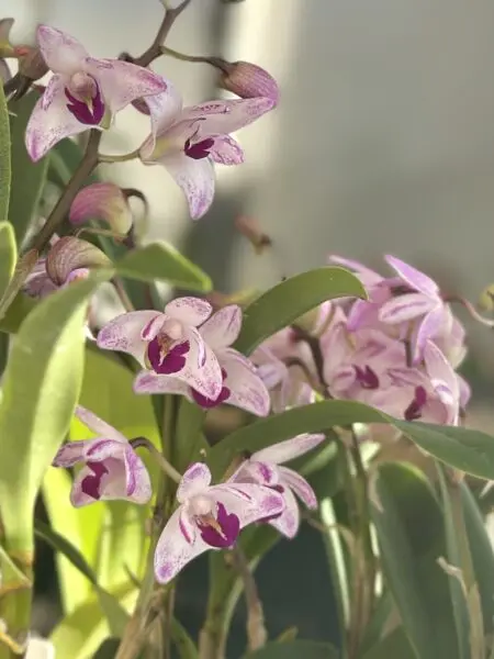 デンドロビウム キンギアナム ハニーフラッシュ 洋蘭 花