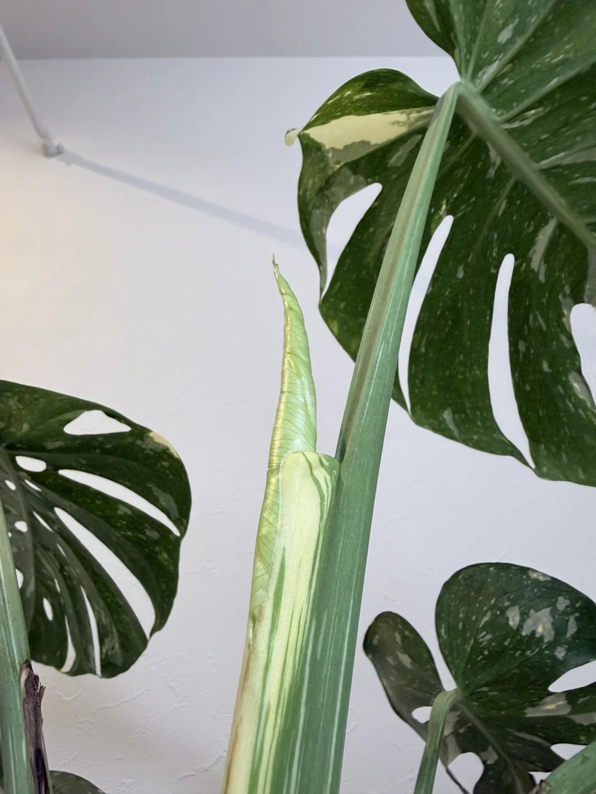 モンステラ　タイコンステレーション