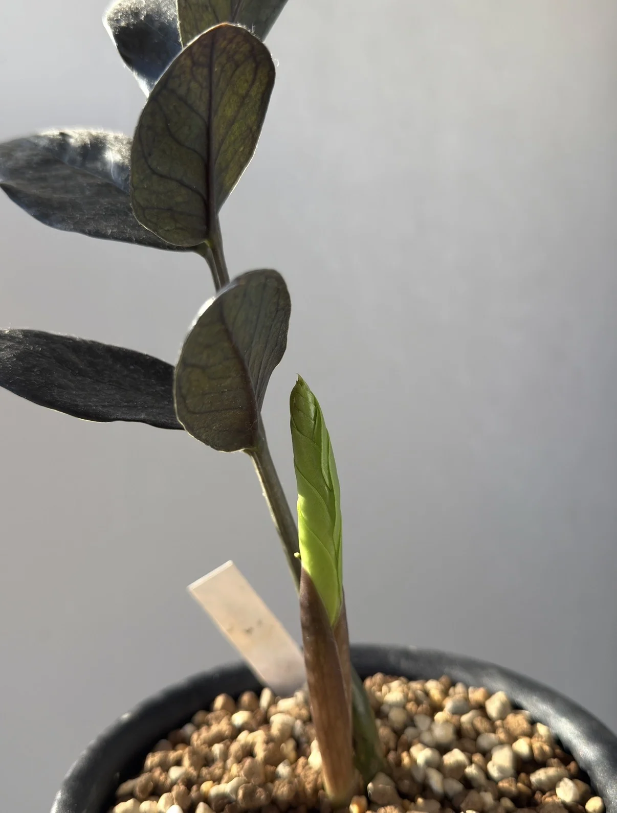 ザミオクルカス レイブン