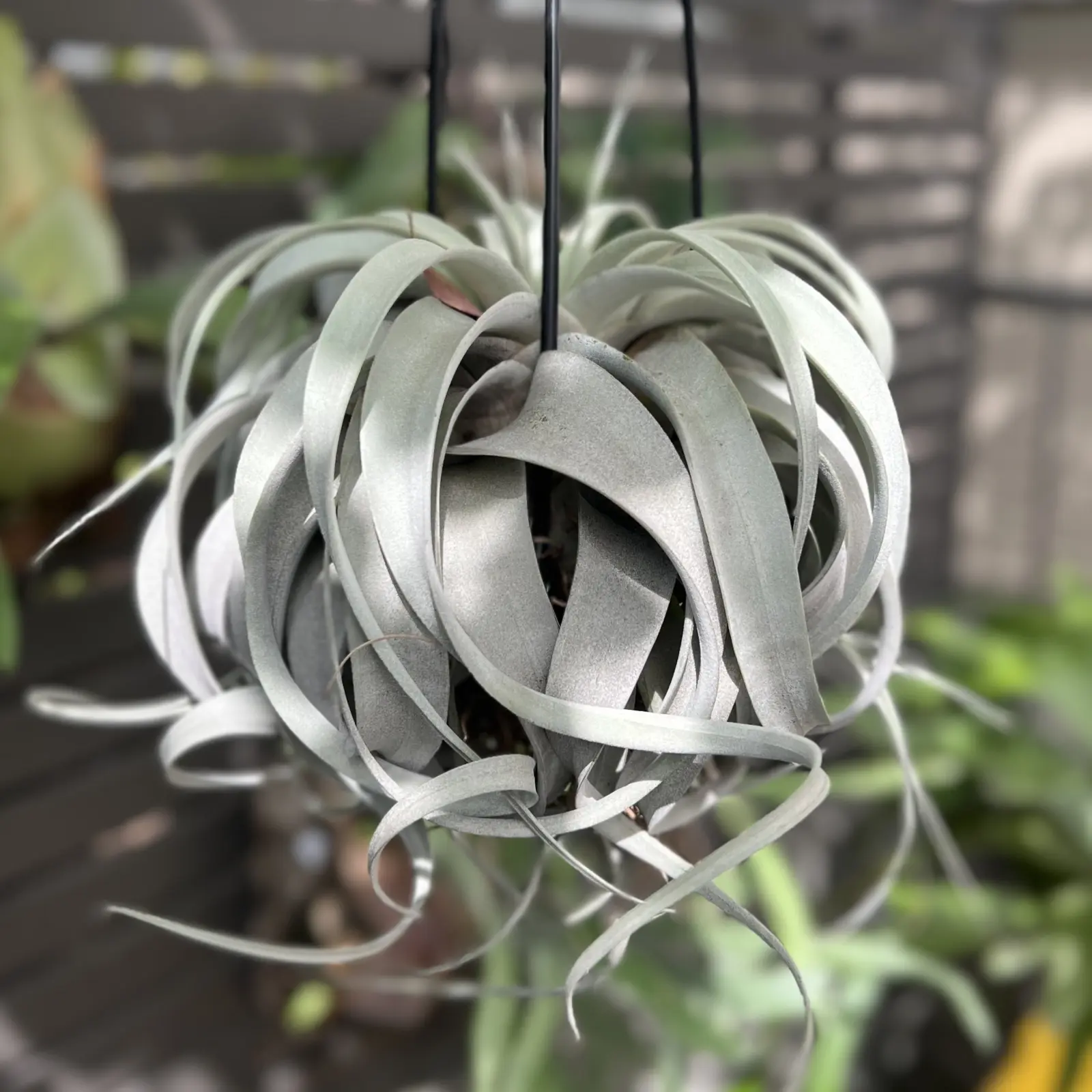 ティランジア キセログラフィカ