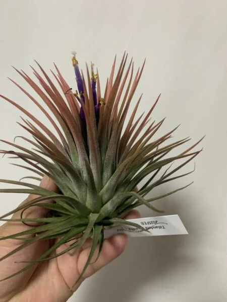 ティランジア イオナンタ ルブラ お花