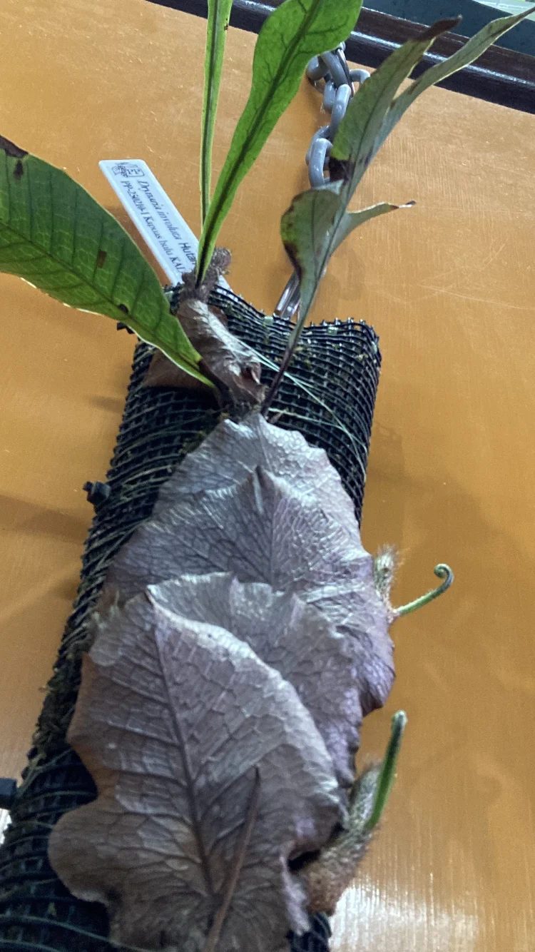 ドリナリア インボルタ