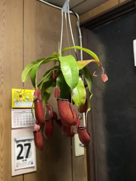 食虫植物　ウツボカズラ　Nepenthes ‘ladyluck’