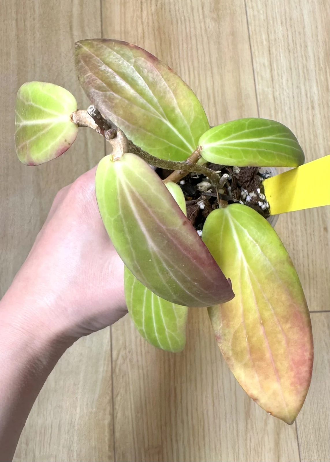 ホヤ　ボルデニー