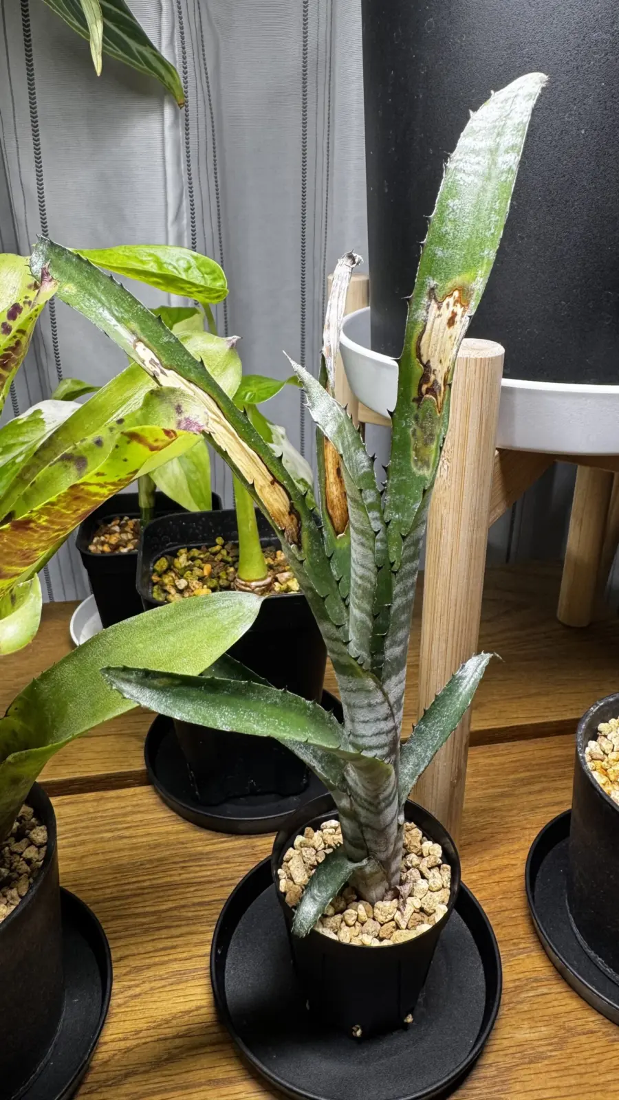 ビルベルギア パイプライン