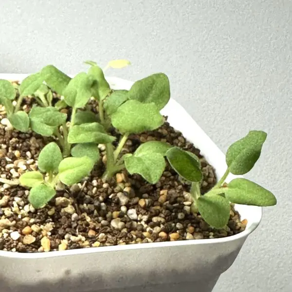 ペラルゴニウム　オブロンガツム　塊根植物　実生