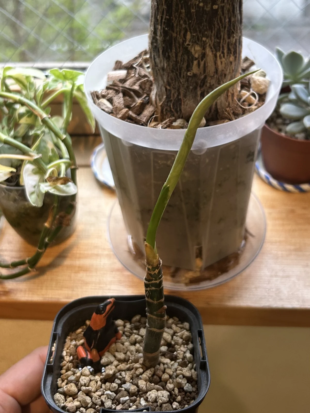 アグラオネマ　ピクタム　トリカラー