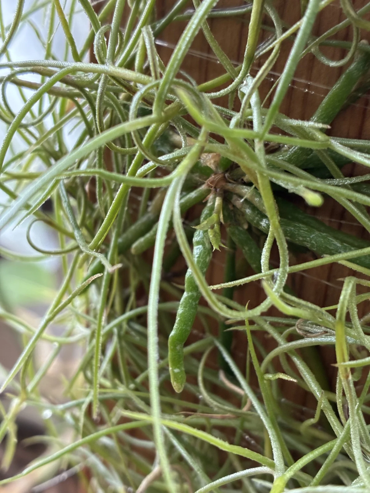 キロスキスタ　ルニフェラ　ウスネ添え