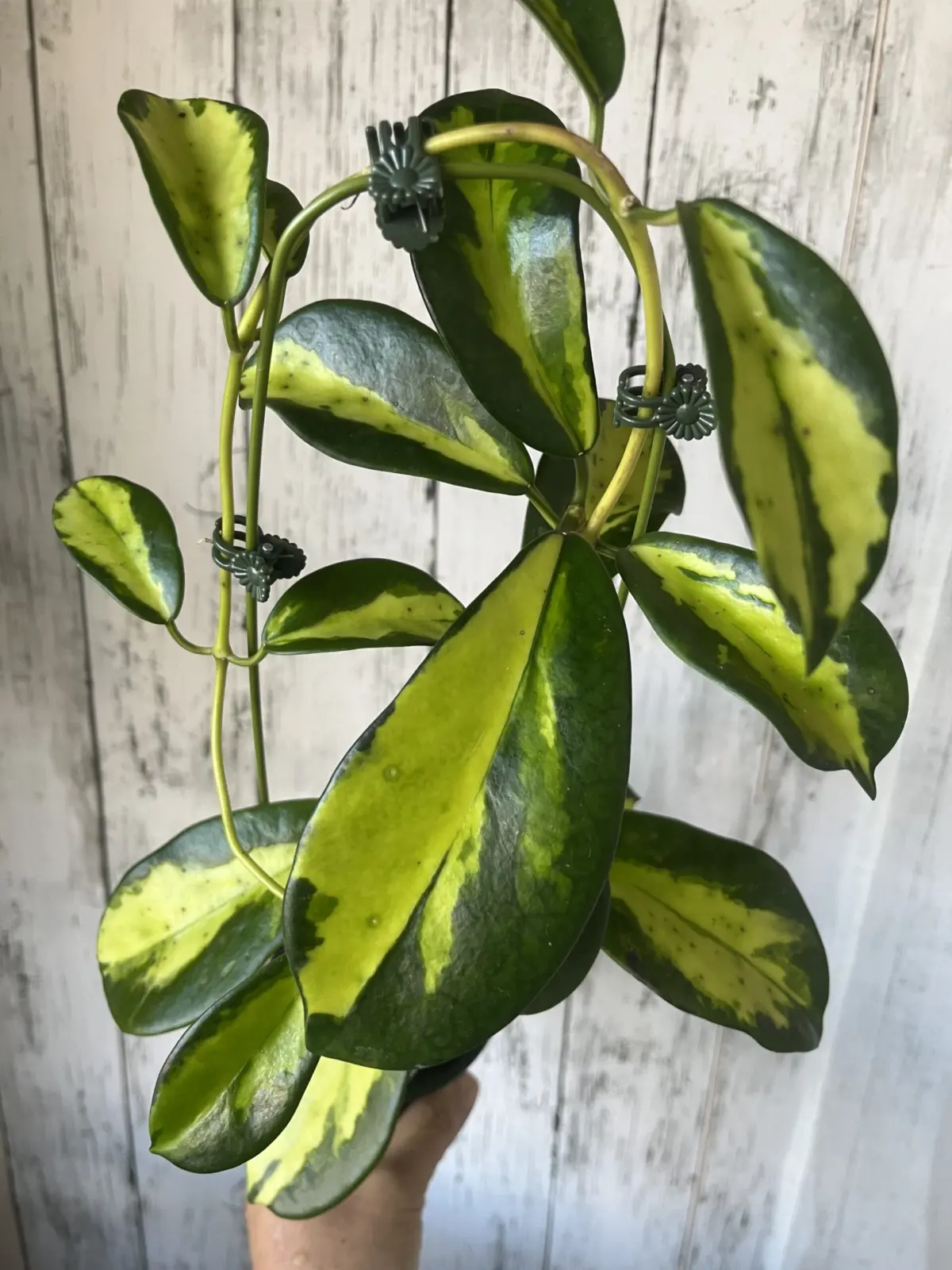 ホヤ　ディバーシフォリア　マハラニ