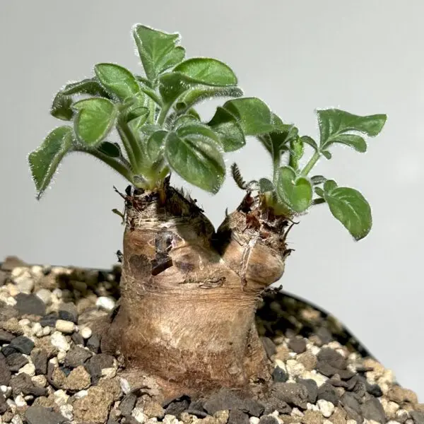 ペラルゴニウム　アウリツム　塊根植物