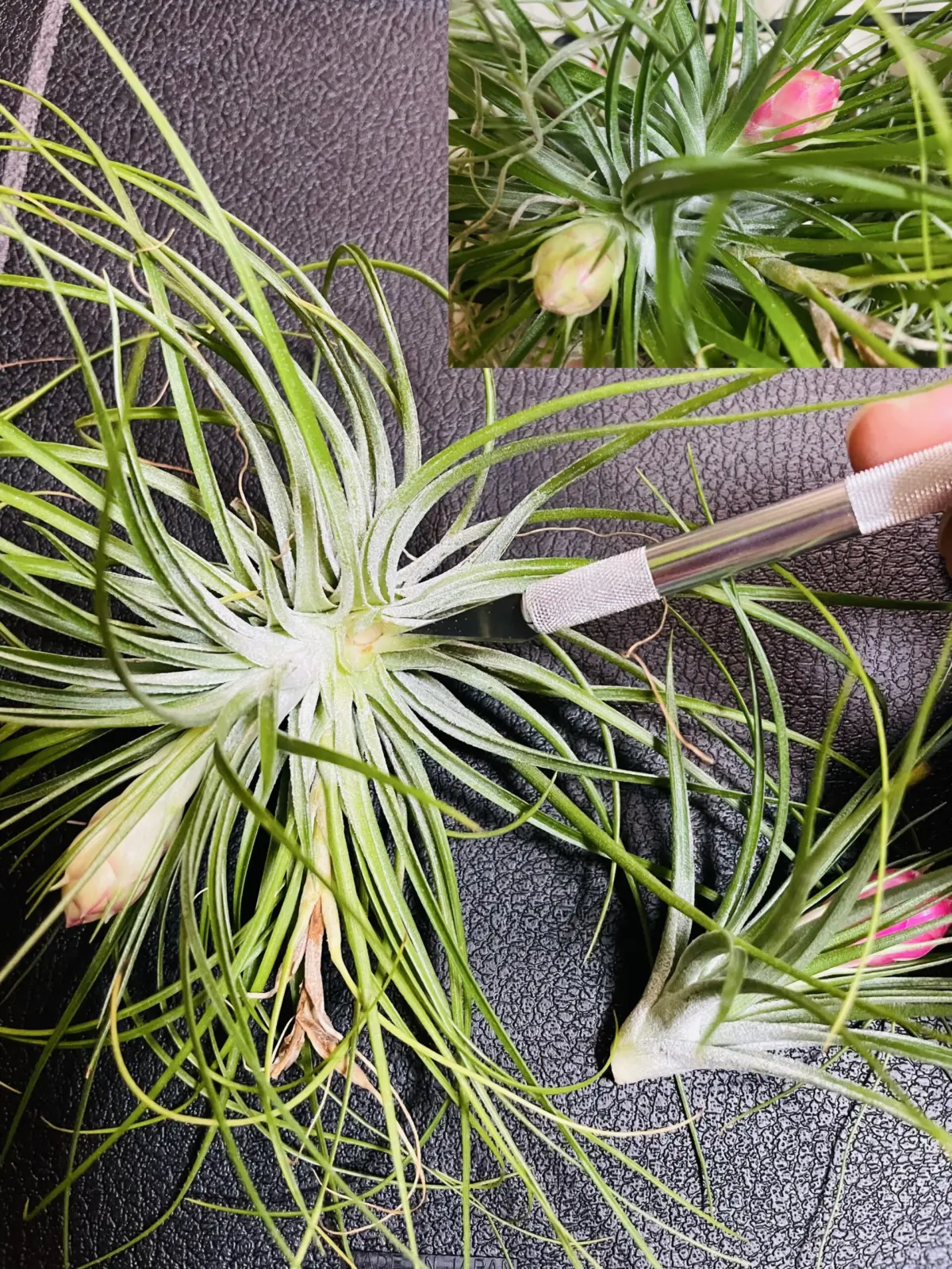 ティランジア　マナ　先祖返りを切除