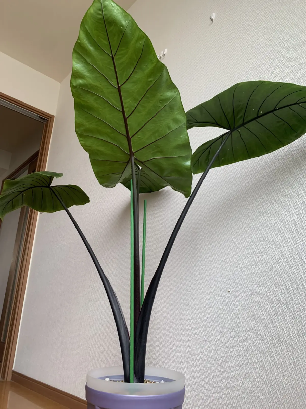 アロカシア　ブラックステム