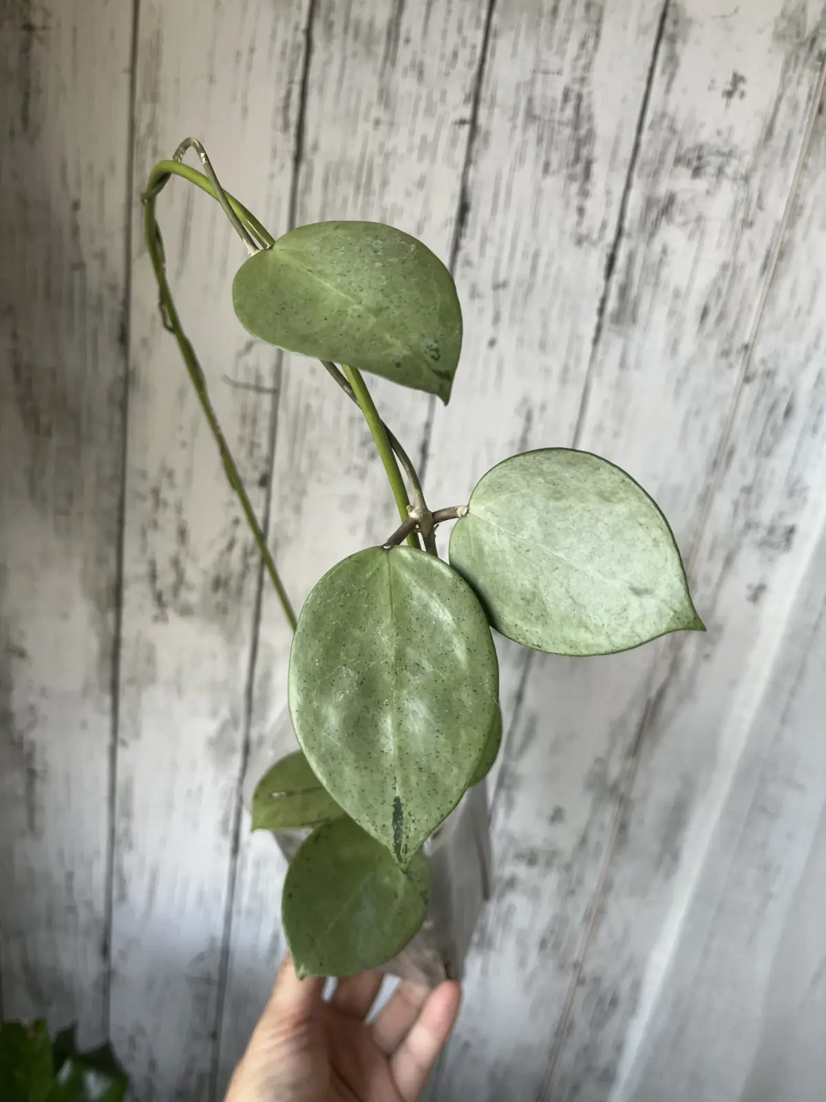 ホヤ　シルバーハート