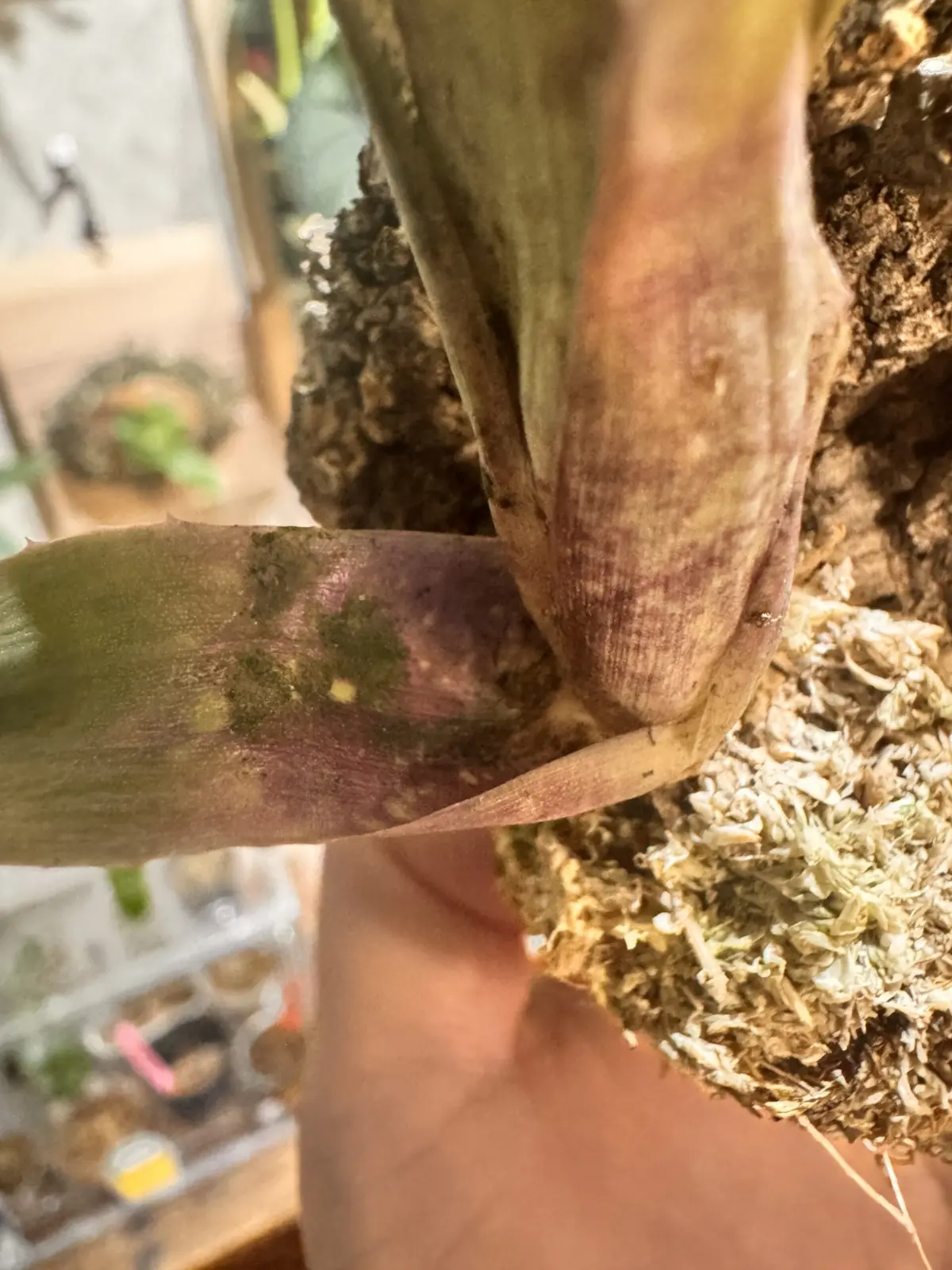 ネオレゲリア サクラ