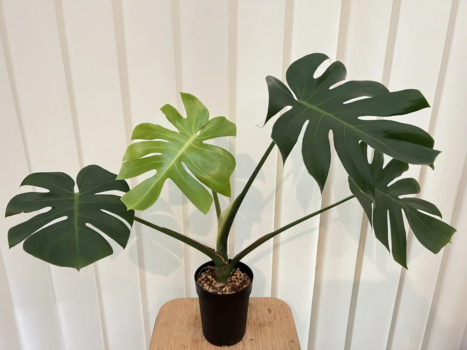 モンステラ　福助　成長記録000　