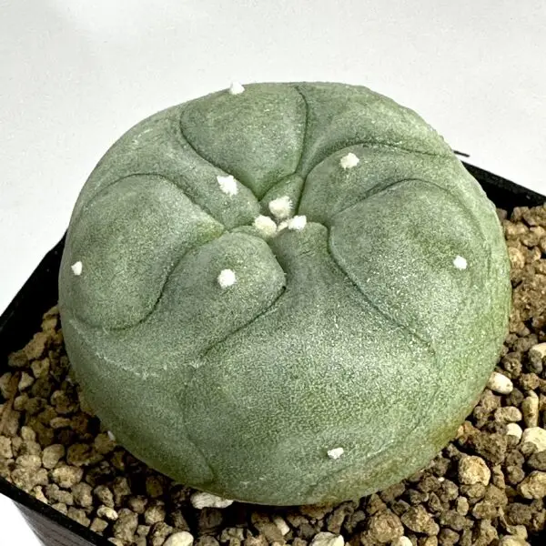 ロフォフォラ デフーサ　翠冠玉　多肉植物　