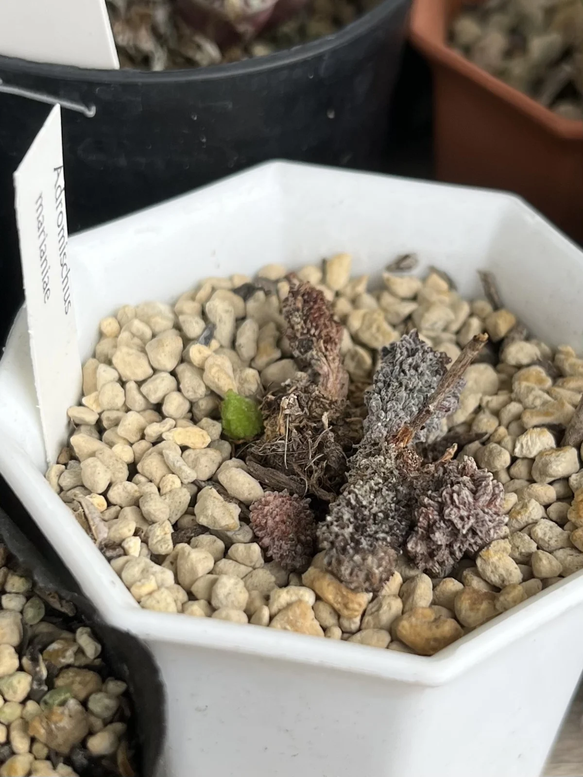 多肉植物　アドロミスクス　マリアンナエ　ヘレー