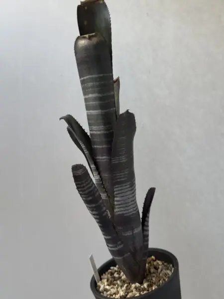 ビルベルギア ダースベイダー