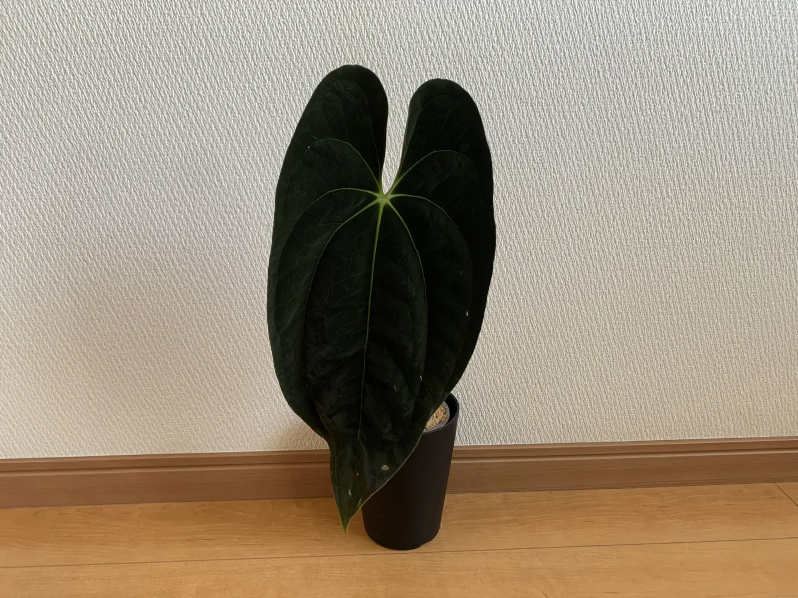 アンスリウム　パピリラミナム