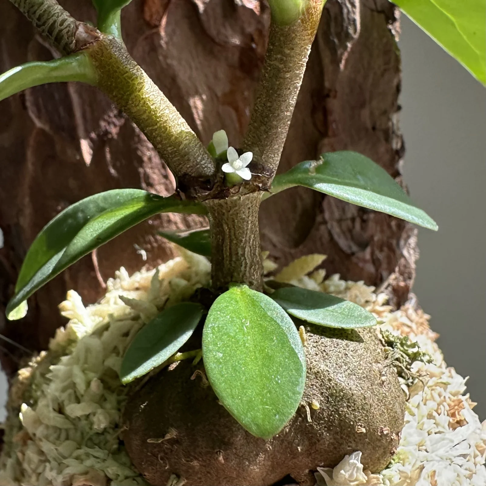 ヒドノフィツム　フォルミカルム　蟻植物