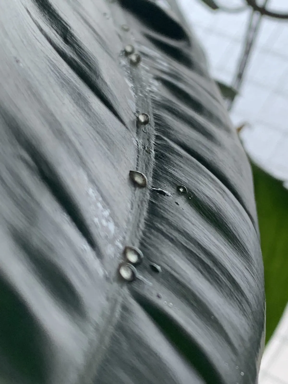 フィロデンドロン　ビレッタエ　花外蜜腺