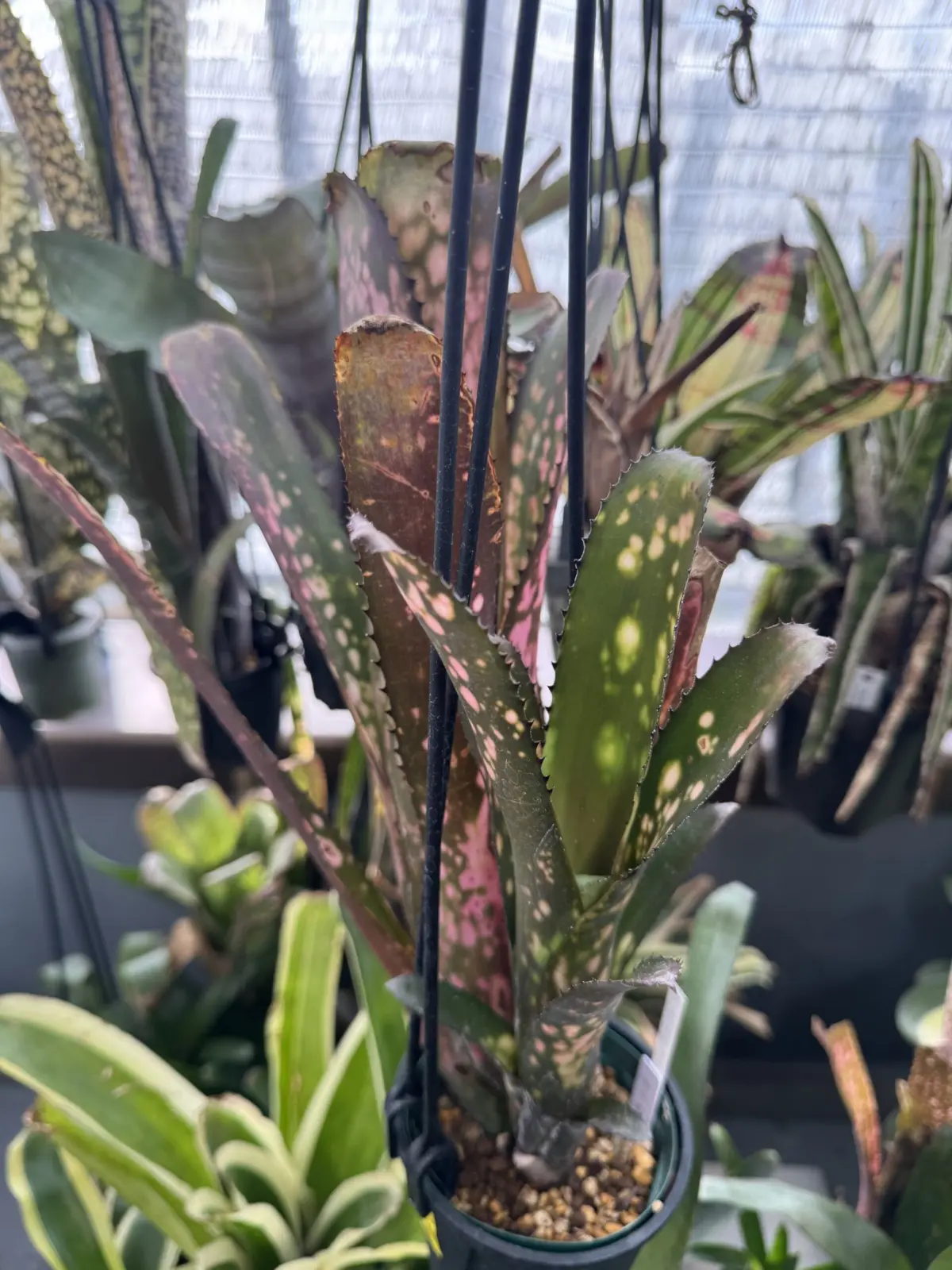 ビルベルギア　コーランシャークバイト