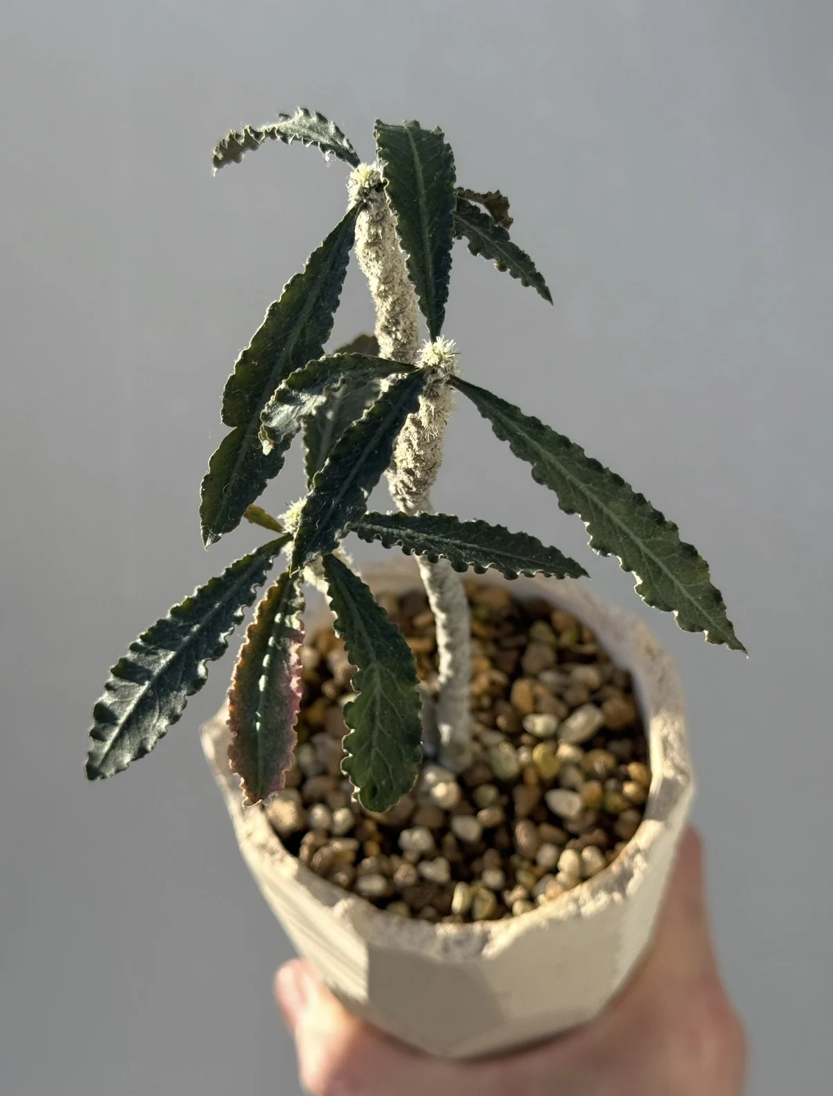 ユーフォルビア デカリー