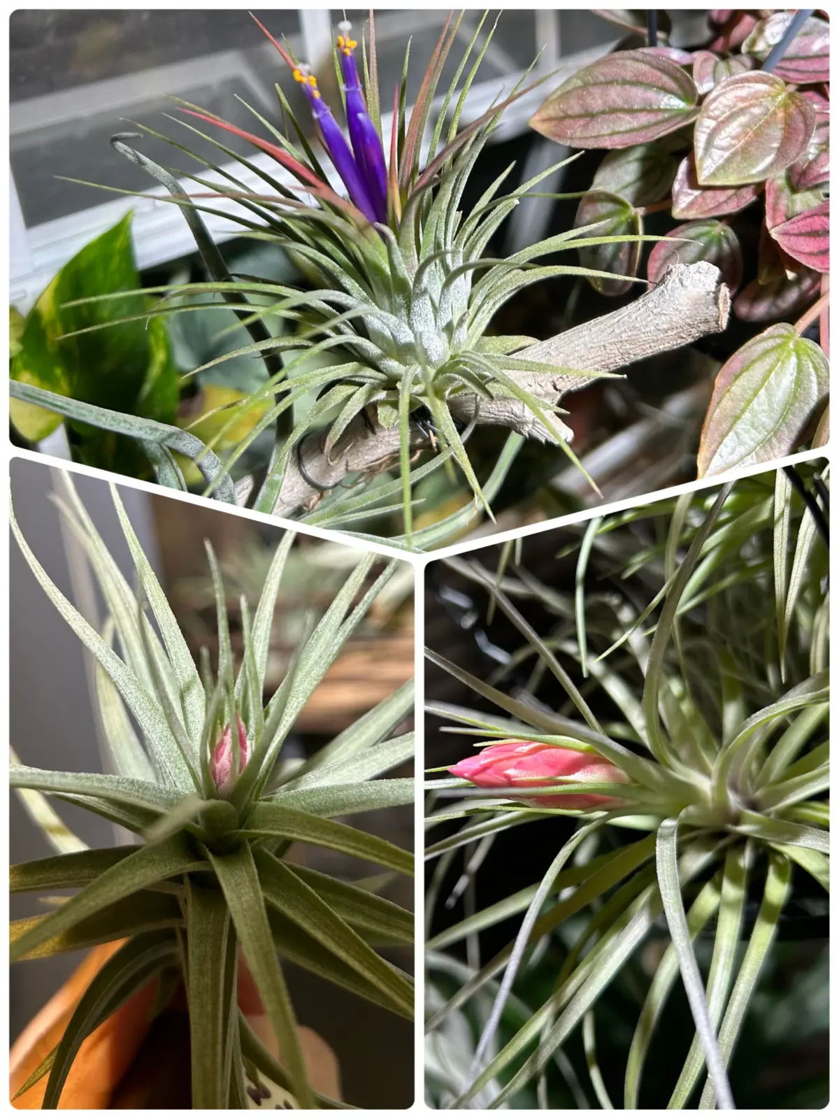 ティランジア 花