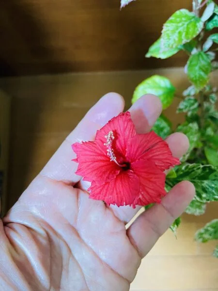 ハイビスカス 斑入り スノーフレーク 花