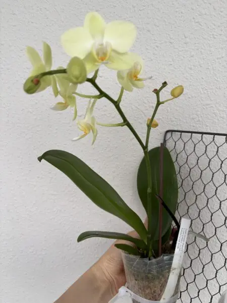 ラン 胡蝶蘭 グリーンピクシー 花