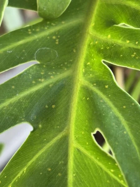 フィロデンドロン　ゴールデンザナドゥ　害虫4-3 葉表