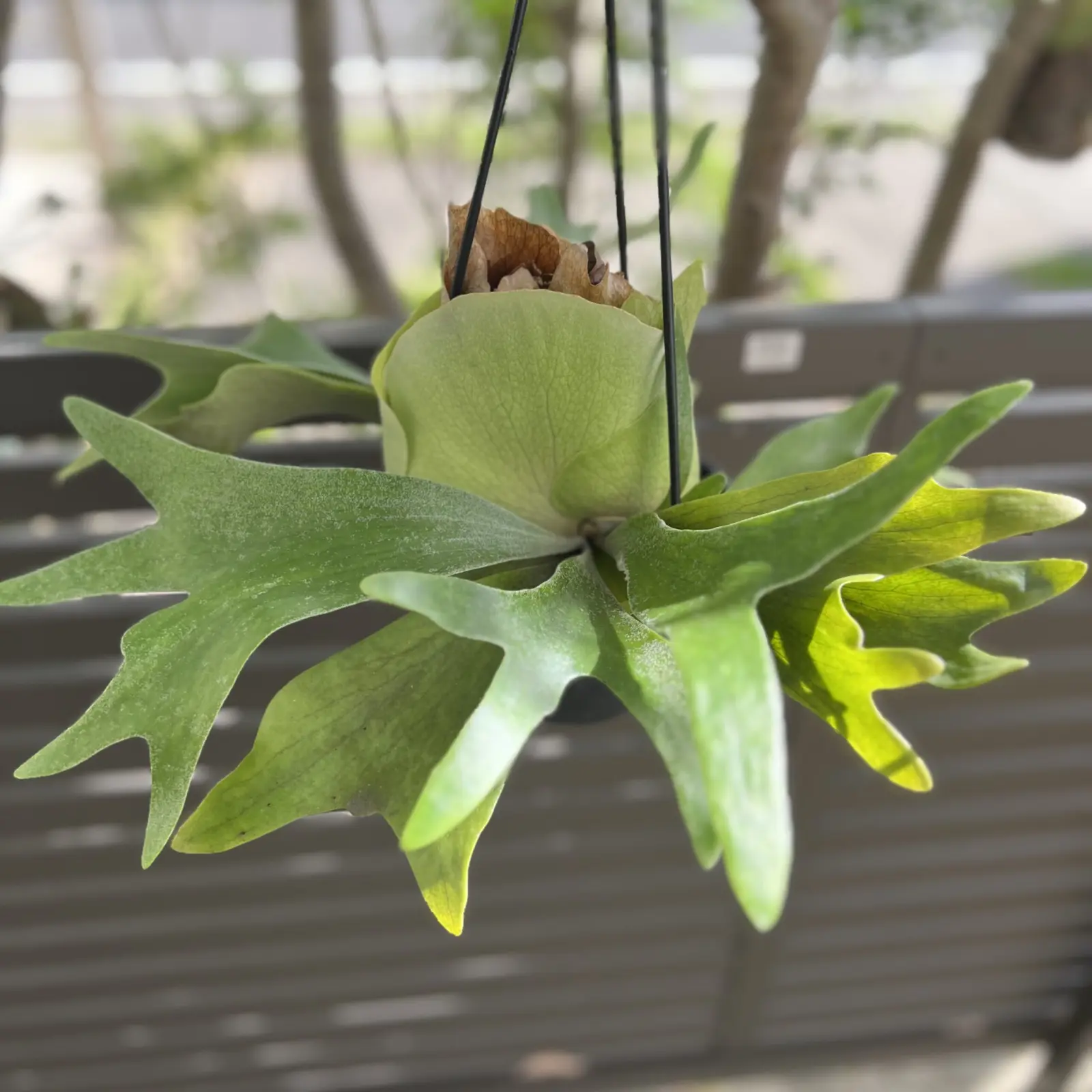 ビカクシダ　ネザーランド