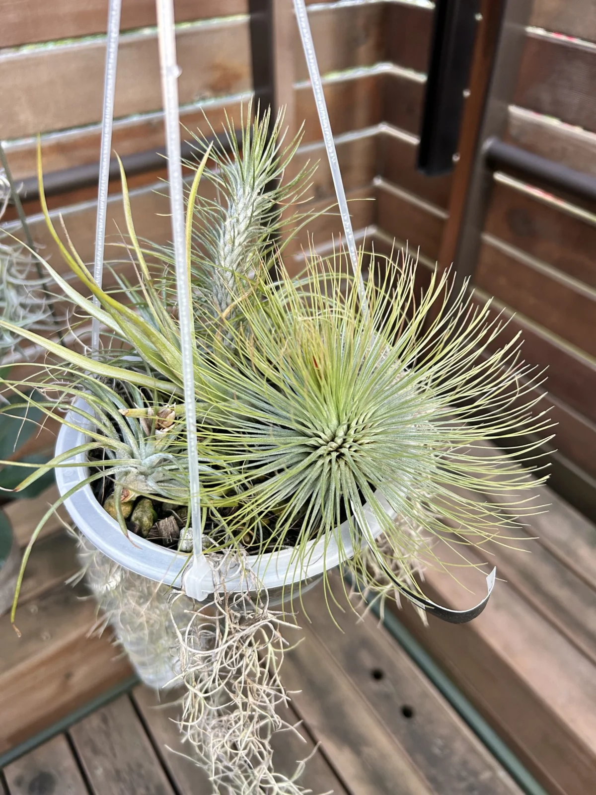 ティランジア　アンドレアナ